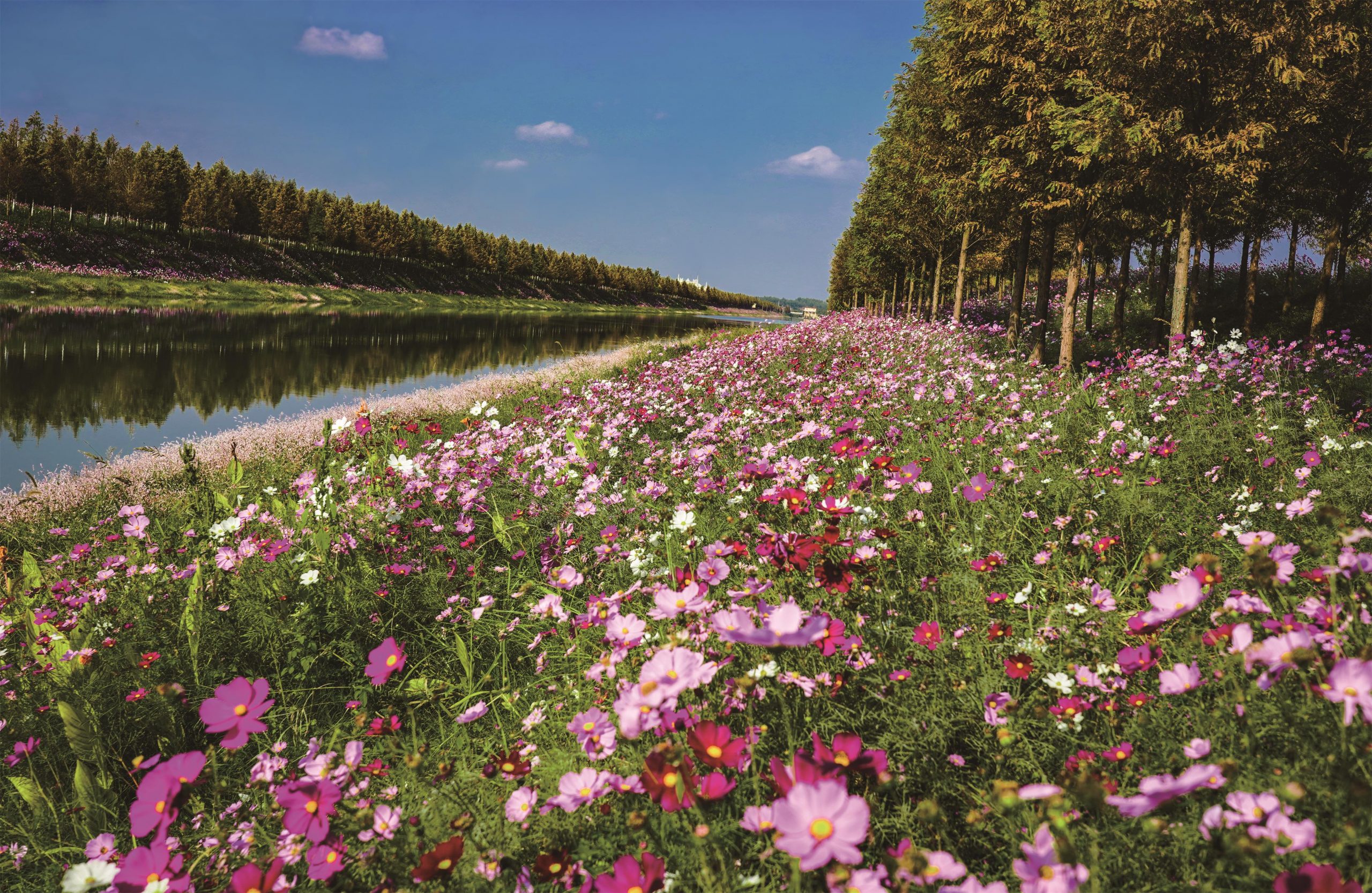 興隆綠道花海